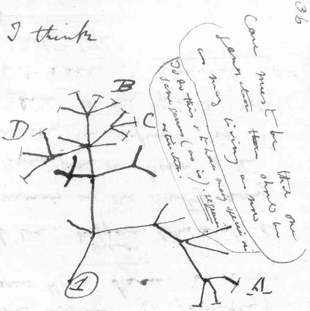 Premier arbre phylogénétique de Darwin