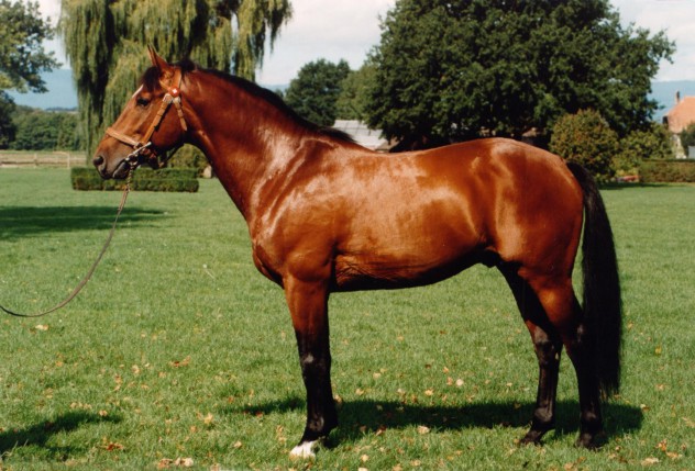 Le Franches-Montagnes, une race chevaline de trait. Source: Wikimédia (https://commons.wikimedia.org/wiki/File:NEPAL_FM.jpg). Crédit: 2003, Haras National Suisse.