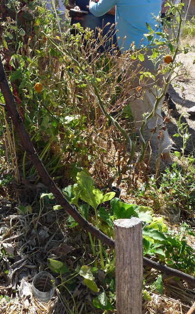 agroecology and tomato full of mildew