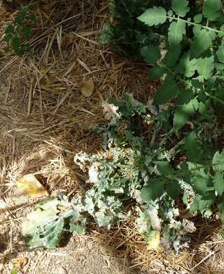 agroecology and cabbages