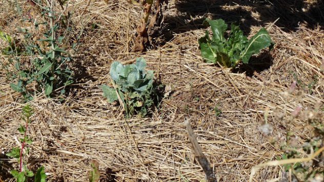 agroecology and Swiss chards