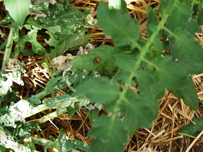 Agroecology and red mites