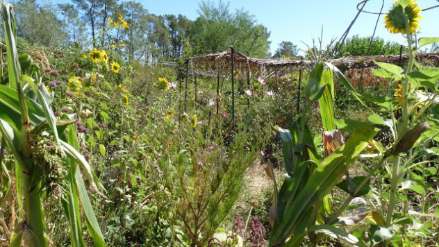 Wild garden of agroecology