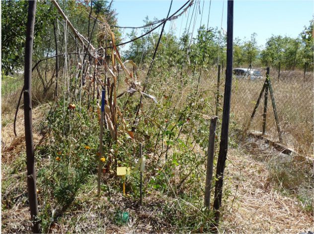 Agroecology and corn plant