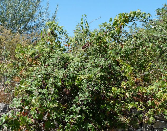 thorns and agroecology