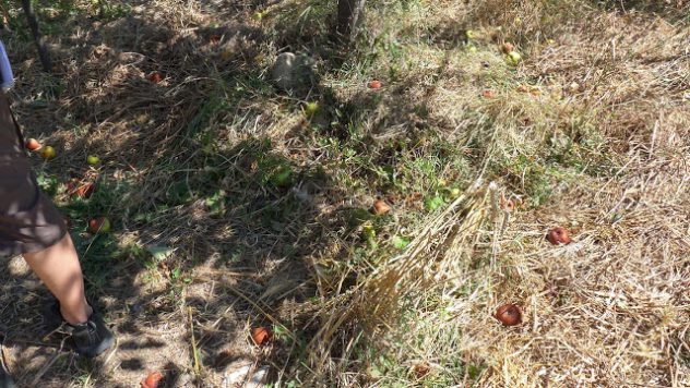 agroecology and apples