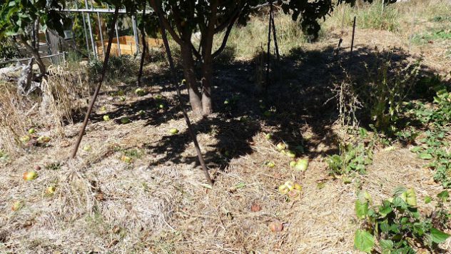 agroecology and apples