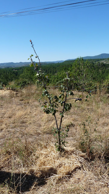 agroecology and plums