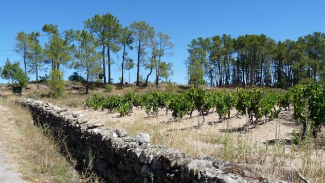 vines and classic agriculture