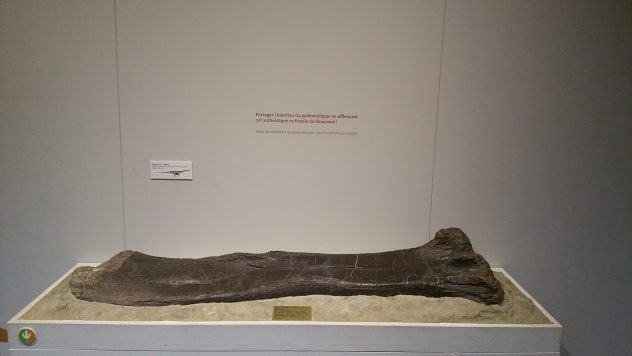 Fémur_Diplodocus_science_MHNGE Fémur_Diplodocus_science_MHNGE