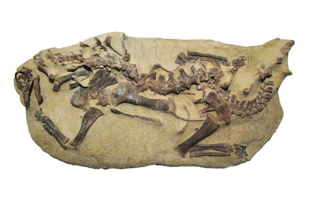 Diplodocus_science_paléontologie Diplodocus_science_paléontologie
